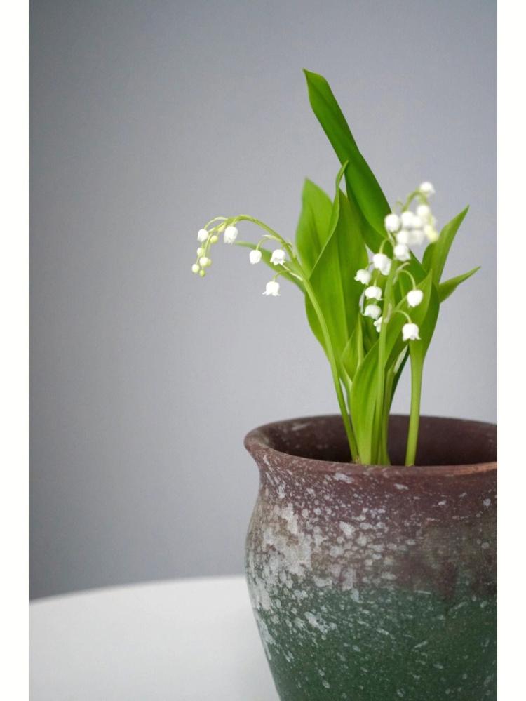 柔情似水的铃兰花：白色铃兰象征哪些品质？