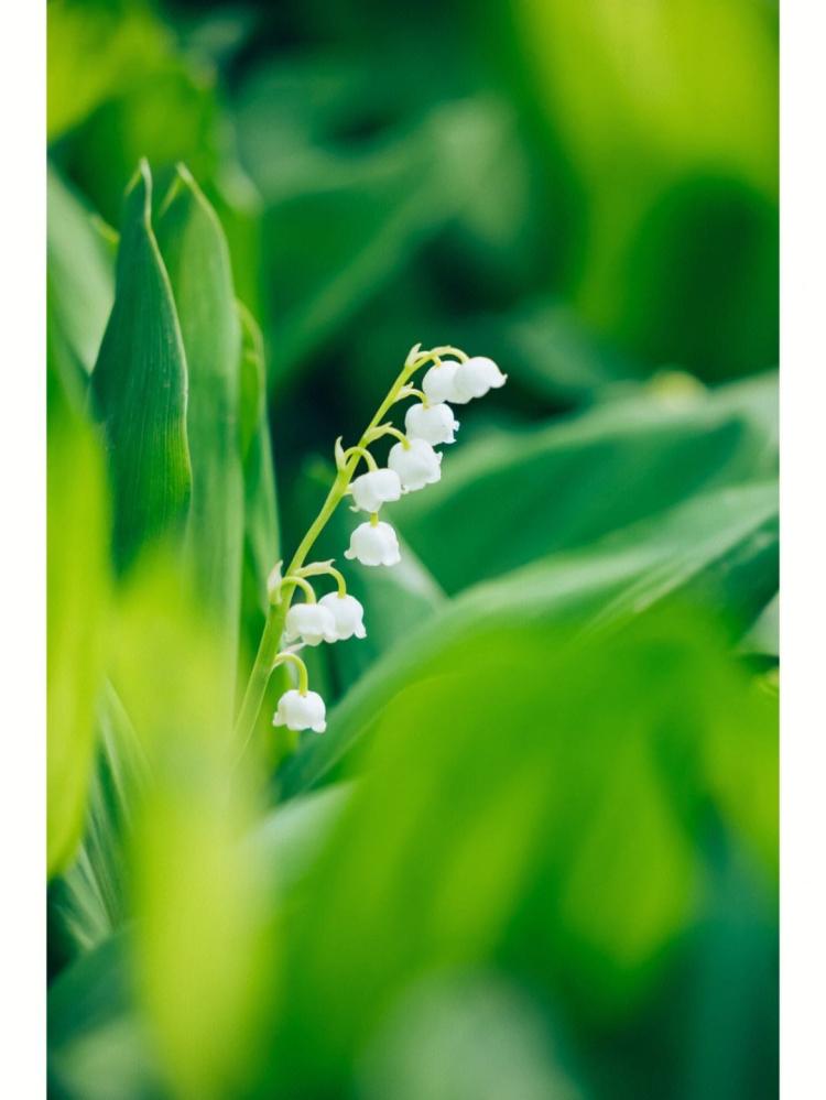 传递温情与祝福：哪些场合送白色铃兰花最合适？