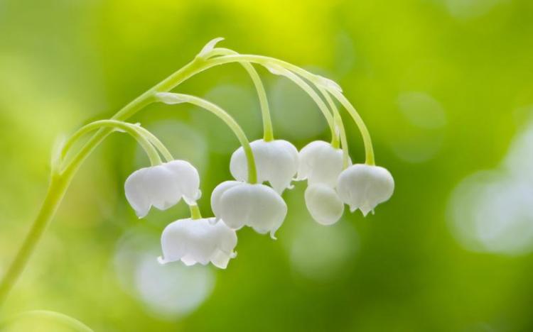 铃兰花语解析：拥有白色铃兰花的人有哪些特点？