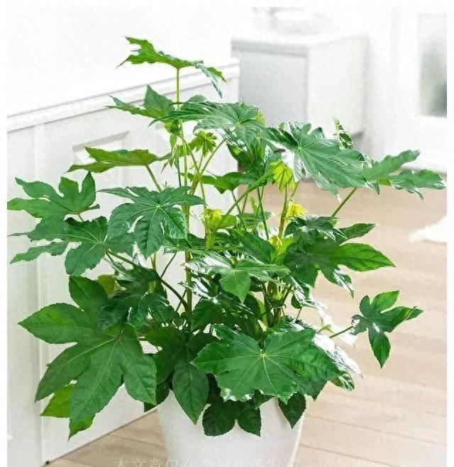 城市生活中的室内植物：美化环境，提升生活品质的新潮流