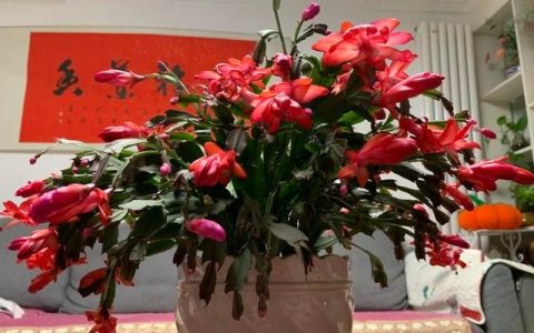 冬季室内养花指南：适合放在客厅的八种花卉