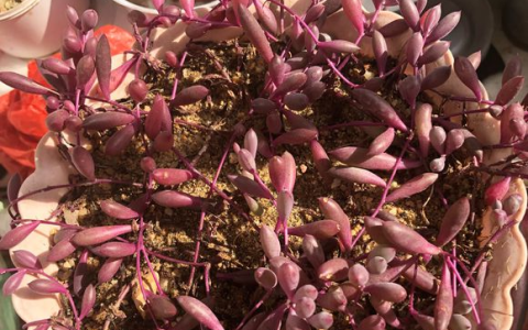 如何正确繁殖和养护紫玄月：详细的步骤和专业指南