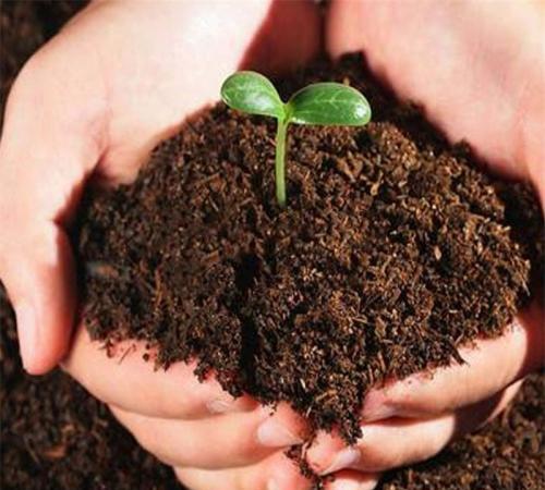 成功养花的关键：良好的土壤配方和植物护理技巧