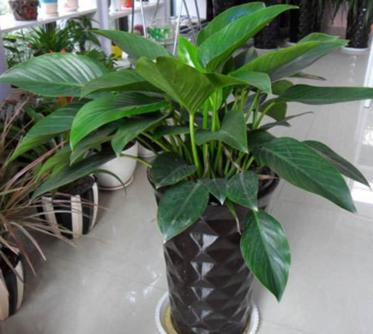 金钻植物的养护和种植技巧：空气净化和室内装饰的理想选择