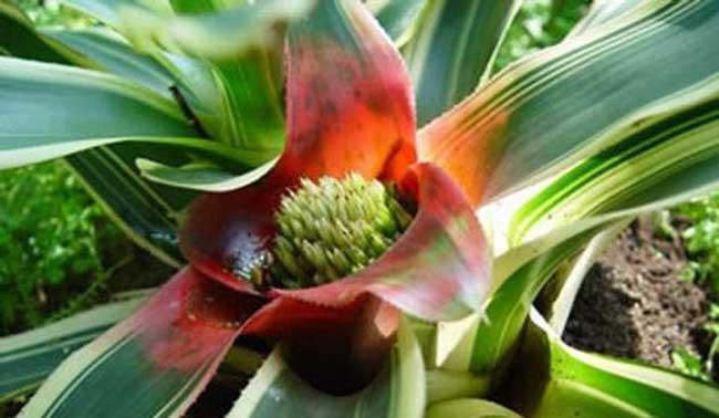 详解凤梨花种类及其养护方法：您的全面室内植物指南