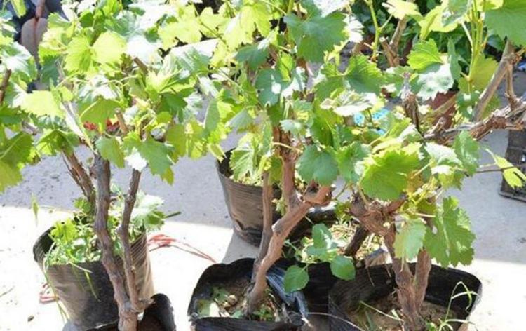 盆栽葡萄整形修剪技巧和方法：实现丰产稳产的关键