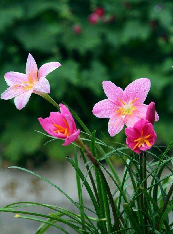 韭兰花养护与花语：如何让韭兰花更加健康且美丽