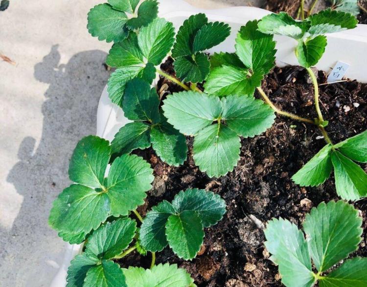 种植盆栽草莓的关键技巧和步骤