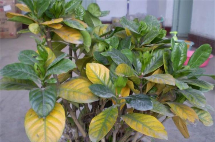 探索植物叶子变黄的原因：光照、水肥、低温和病虫害问题的影响