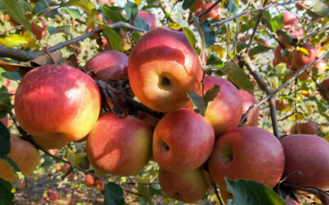 阳台种植苹果树：选择、位置和日常打理的全面指南