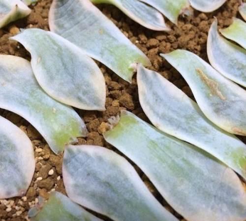 皮氏石莲锦的种植和繁殖技巧：光照、温度、浇水和繁殖方法的全面指南