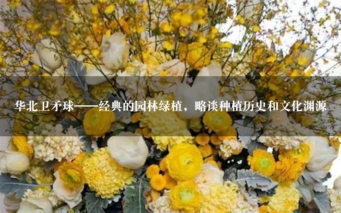 华北卫矛球——经典的园林绿植，略谈种植历史和文化渊源