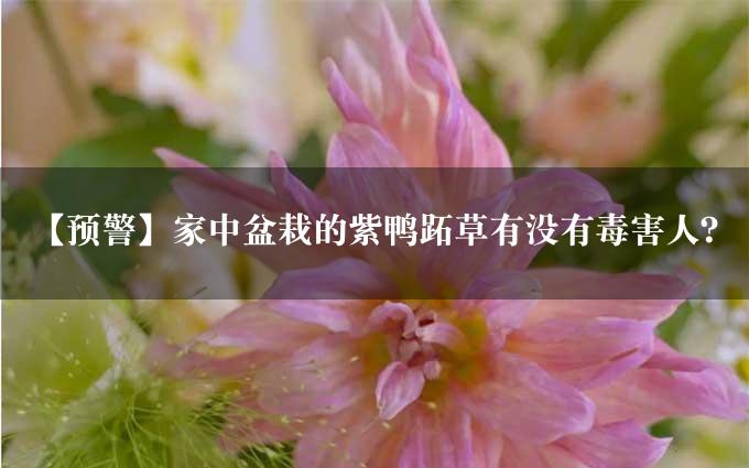 【预警】家中盆栽的紫鸭跖草有没有毒害人？